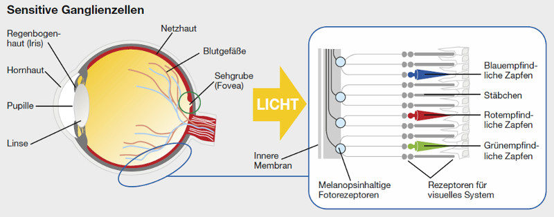 Das Zusammenspiel von blaues Licht auf die Ganglienzellen